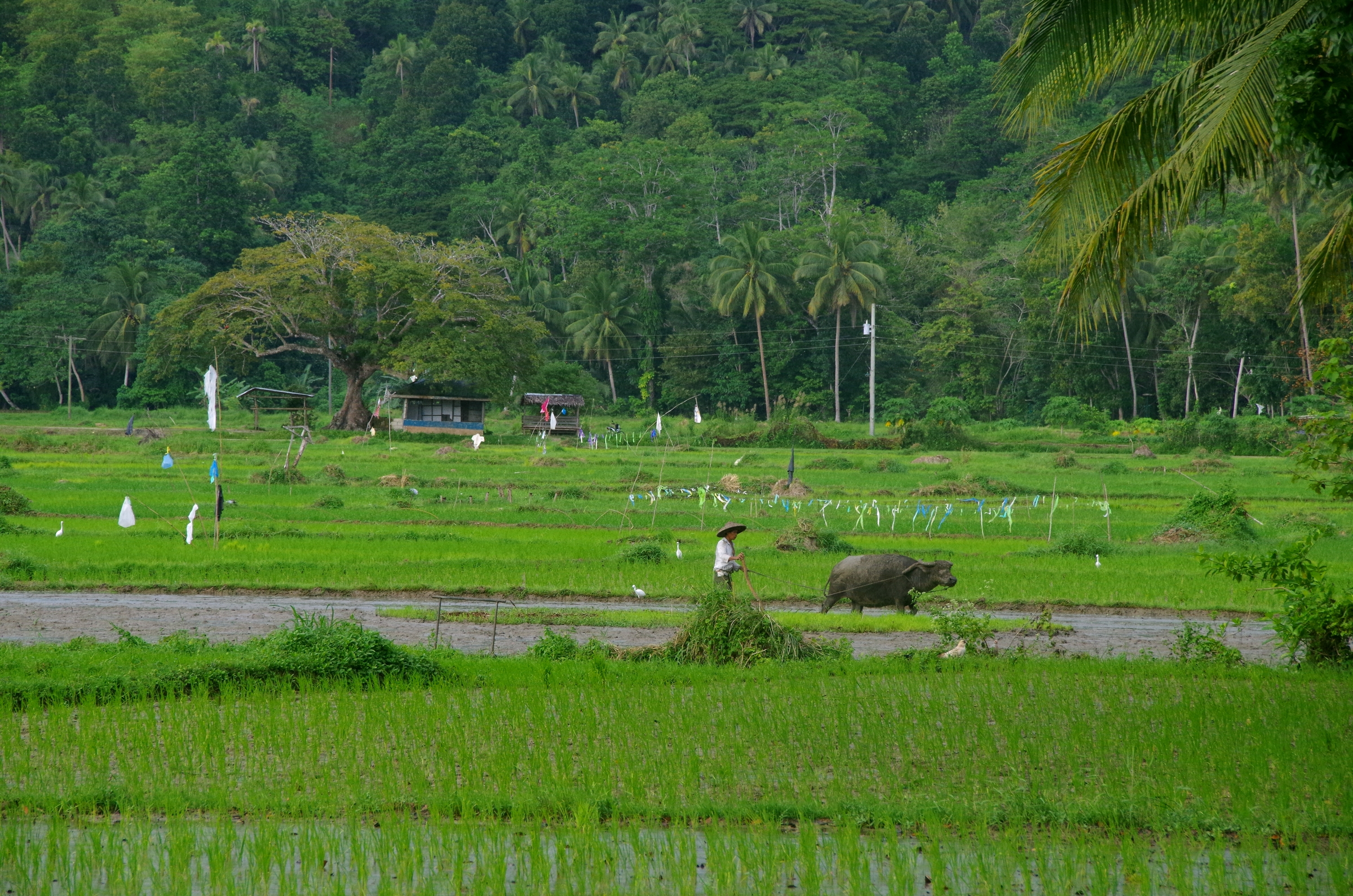 Les rizières de Bohol | Philippines